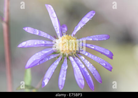 Viola fiore a margherita con petali mancante, catturati sotto la pioggia Foto Stock