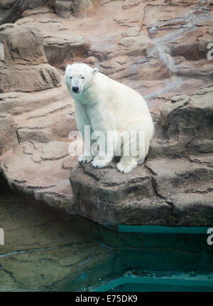 Una vista di Anana, il resident femmina orso polare del Lincoln Park Zoo di Chicago, Illinois. Foto Stock