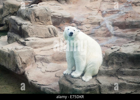 Una vista di Anana, il resident femmina orso polare del Lincoln Park Zoo di Chicago, Illinois. Foto Stock