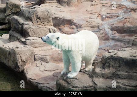 Una vista di Anana, il resident femmina orso polare del Lincoln Park Zoo di Chicago, Illinois. Foto Stock