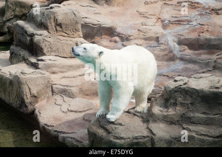 Una vista di Anana, il resident femmina orso polare del Lincoln Park Zoo di Chicago, Illinois. Foto Stock