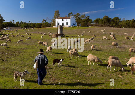 Pecore e pastore, Beas, provincia di Huelva, regione dell'Andalusia, Spagna, Europa Foto Stock