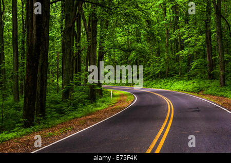 Curva lungo Skyline Drive nel Parco Nazionale di Shenandoah, Virginia. Foto Stock