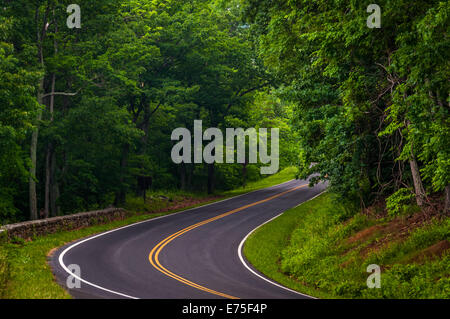 Curva lungo Skyline Drive nel Parco Nazionale di Shenandoah, Virginia. Foto Stock