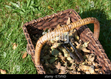 Nocciole con cesto in vimini con un dado cracker su erba verde, autunno Foto Stock