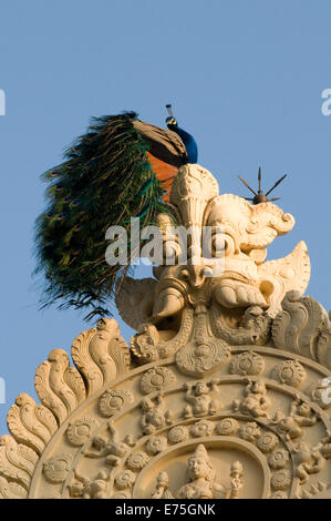 Pavone maschio in bilico sul tetto del tempio di Sri Ramana Maharshi Ashram Arunachala Hill Tiruvannamalai Tamil Nadu India del Sud Foto Stock