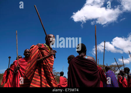 Un gruppo di Guerrieri Maasai eseguire una sorta di marzo-passato durante la tradizionale cerimonia Eunoto eseguita in una venuta di cerimonia di età per i giovani guerrieri della tribù Masai del Ngorongoro Conservation Area nel cratere Highlands area della Tanzania Africa orientale Foto Stock