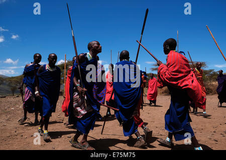 Un gruppo di Guerrieri Maasai eseguire una sorta di marzo-passato durante la tradizionale cerimonia Eunoto eseguita in una venuta di cerimonia di età per i giovani guerrieri della tribù Masai del Ngorongoro Conservation Area nel cratere Highlands area della Tanzania Africa orientale Foto Stock