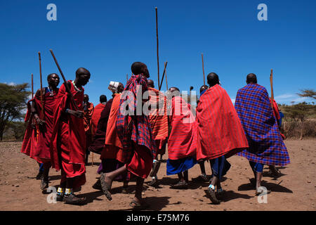 Un gruppo di Guerrieri Maasai eseguire una sorta di marzo-passato durante la tradizionale cerimonia Eunoto eseguita in una venuta di cerimonia di età per i giovani guerrieri della tribù Masai del Ngorongoro Conservation Area nel cratere Highlands area della Tanzania Africa orientale Foto Stock