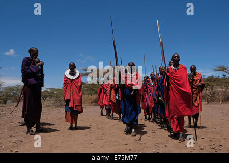 Un gruppo di Guerrieri Maasai eseguire una sorta di marzo-passato durante la tradizionale cerimonia Eunoto eseguita in una venuta di cerimonia di età per i giovani guerrieri della tribù Masai del Ngorongoro Conservation Area nel cratere Highlands area della Tanzania Africa orientale Foto Stock