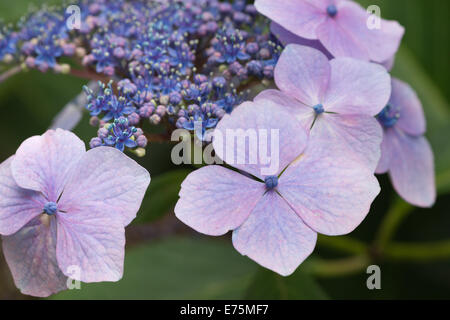 Le prime fasi del giapponese Hydrangea pianta fioritura vicino fino in pieno fiore che mostra il ph del terreno in rosa di colore blu Foto Stock