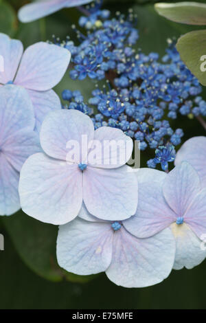 Le prime fasi del giapponese Hydrangea pianta fioritura vicino fino in pieno fiore che mostra il ph del terreno in rosa di colore blu Foto Stock