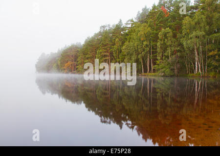 Foschia sopra Loch Garten con alberi riflessi sull'acqua, Scozia Foto Stock