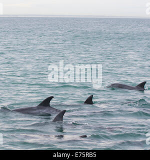 Comune di delfini (tursiops truncatus), pinne dorsali, Eastern Cape Province, Sud Africa Foto Stock