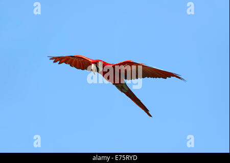 Rosso-verde Macaw (Ara chloropterus, Ara chloroptera), in volo, originario del Sud America, captive, Germania Foto Stock