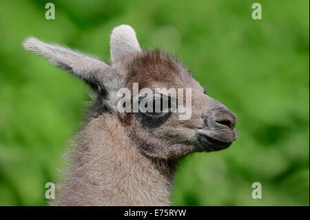 Llama (Lama glama), giovane, originario del Sud America, captive, Germania Foto Stock