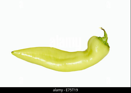 Peperone verde (Capsicum annuum) Foto Stock