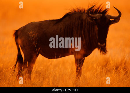 Blue GNU o borchiati Gnu (Connochaetes taurinus taurinus) all'alba, e il Parco Nazionale di Etosha, Namibia Foto Stock