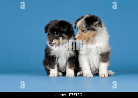 Shetland Sheepdog cuccioli, 6 settimane, tricolore e blue merle Foto Stock