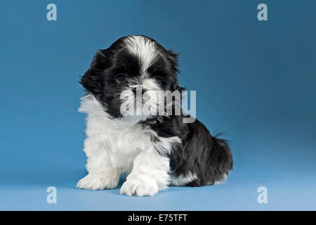 Shih Tzu cucciolo, 4 settimane, in bianco e nero Foto Stock