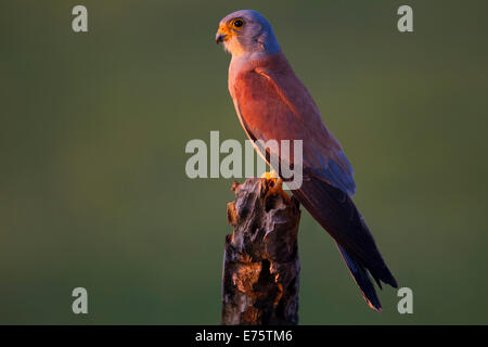 Grillaio (Falco naumanni), maschio, Estremadura, Spagna Foto Stock