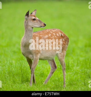 Sika cervo (Cervus nippon), hind in piedi su un prato, captive, Baviera, Germania Foto Stock