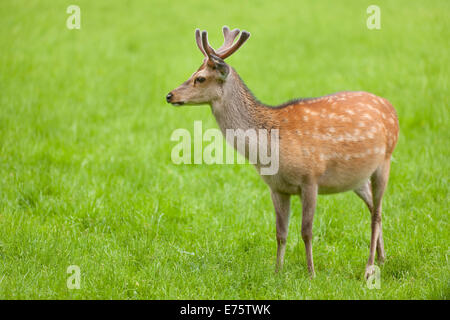 Sika cervo (Cervus nippon) cervo con corna di cervo in velluto, captive, Baviera, Germania Foto Stock