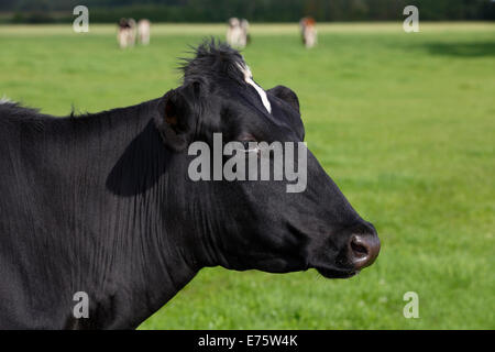 Holstein il frisone vacca da latte al pascolo, ritratto Foto Stock