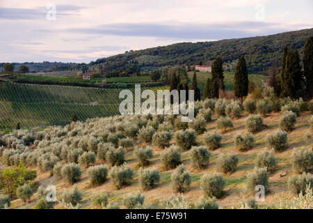 Oliveto vicino a San Gimignano in Provincia di Siena, Toscana, Italia Foto Stock