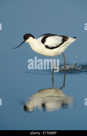 Pied Avocet (Recurvirostra avosetta), foraggio per cibo, Wagejot Riserva Naturale, Texel, West Isole Frisone Foto Stock