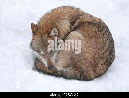 Lupo (Canis lupus) rannicchiato nella neve, addormentato, captive, Bassa Sassonia, Germania Foto Stock