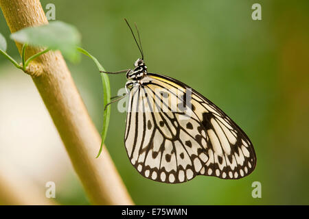 Aquilone di carta o il grande albero Nymph (Idea leuconoe), captive, Turingia, Germania Foto Stock