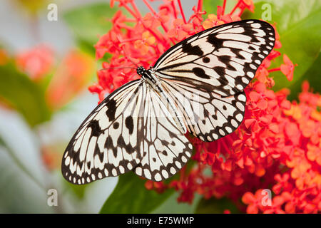 Aquilone di carta o il grande albero Nymph (Idea leuconoe), captive, Turingia, Germania Foto Stock