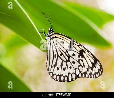 Aquilone di carta o il grande albero Nymph (Idea leuconoe), captive, Turingia, Germania Foto Stock