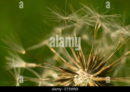Tarassaco orologio semi dispersione seme bianco ombrello testa rotonda e semi contro il cielo blu e verde fogliame Foto Stock
