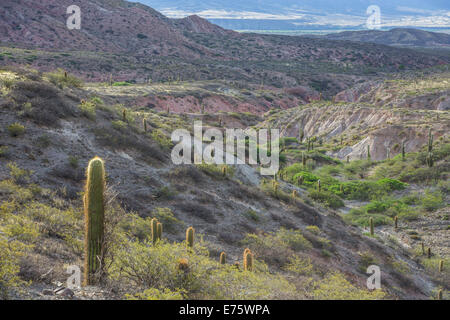 Altopiano con echinopsis atacamensis cactus, cachi, salta, argentina Foto Stock