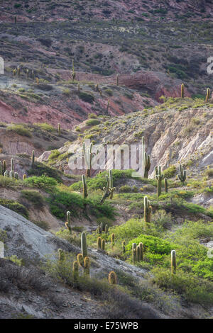 Altopiano con echinopsis atacamensis cactus, cachi, salta, argentina Foto Stock