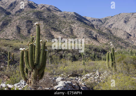 Blooming echinopsis chiloensis cactus, la Rioja, argentina Foto Stock