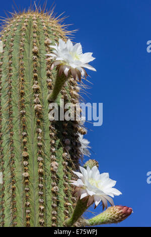 Blooming cactus echinopsis chiloensis serra, la Rioja, argentina Foto Stock