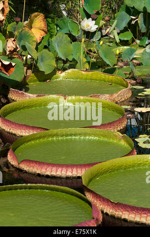 Foglie giganti della Santa Cruz giglio di acqua o Irupe (Victoria cruziana), fiore di loto (Nelumbo nucifera) sul retro, Bavaria Foto Stock