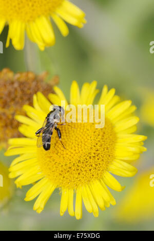 Zampe spesse Hoverfly, Syritta pipiens, alimentando il Fleabane fiori, Wales, Regno Unito. Foto Stock