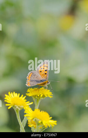 Lycaena phlaeas, piccolo rame alimentazione a farfalla sul fiore Fleabane, Wales, Regno Unito. Foto Stock