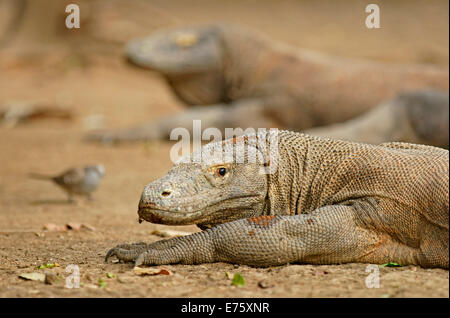 I draghi di Komodo (Varanus komodoensis), Rinca Isola, Parco Nazionale di Komodo, Indonesia Foto Stock