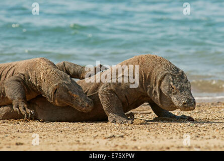 I draghi di Komodo (Varanus komodoensis), Rinca Isola, Parco Nazionale di Komodo, Indonesia Foto Stock