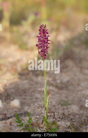 Orchis coriophora Wanzen Knabenkraut Bug Orchid Foto Stock