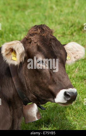 Razza Braunvieh o bestiame marrone con una campana intorno al suo collo giacente su un pascolo, Oberallgäu, Algovia, Baviera, Germania Foto Stock