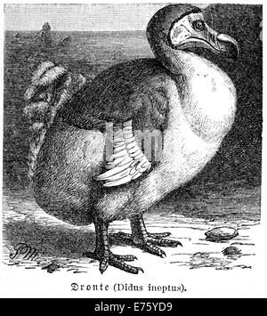 Dodo (Didus ineptus), uccello estinto, storico illustrazione, Meyers enciclopedia, 1897 Foto Stock