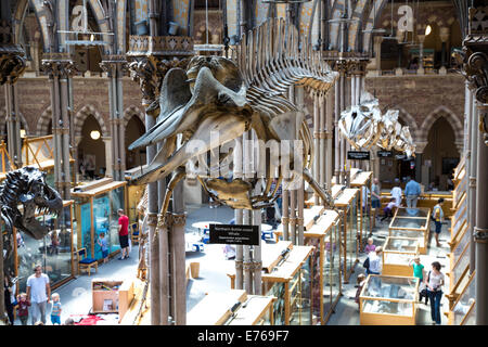 Scheletri di balena esposti in una fila appeso all'interno del Museo di Storia Naturale di Oxford, Oxfordshire, Regno Unito Foto Stock