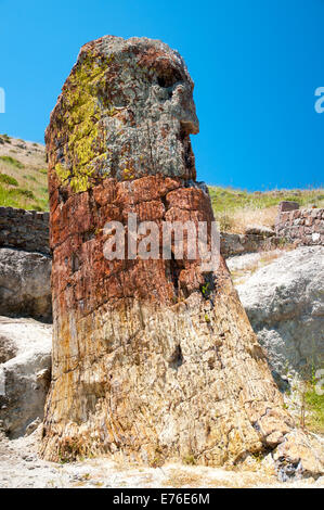 Un albero pietrificato sull isola di Lesbo,Grecia. Foto Stock