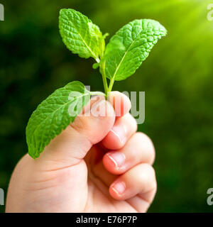 Macro close up baby mano azienda piccola foglia verde. Foto Stock